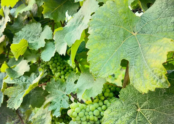 Haisel Vier * Sankt Martin